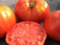 Rocky Tomato - Organic - Greta's Family Gardens