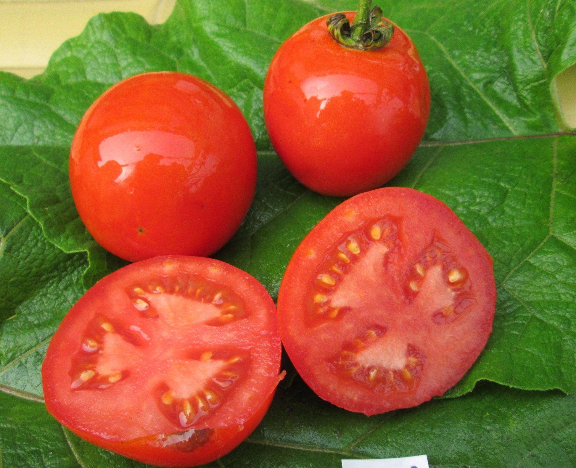 Rodade Tomato - Organic - Greta's Family Gardens