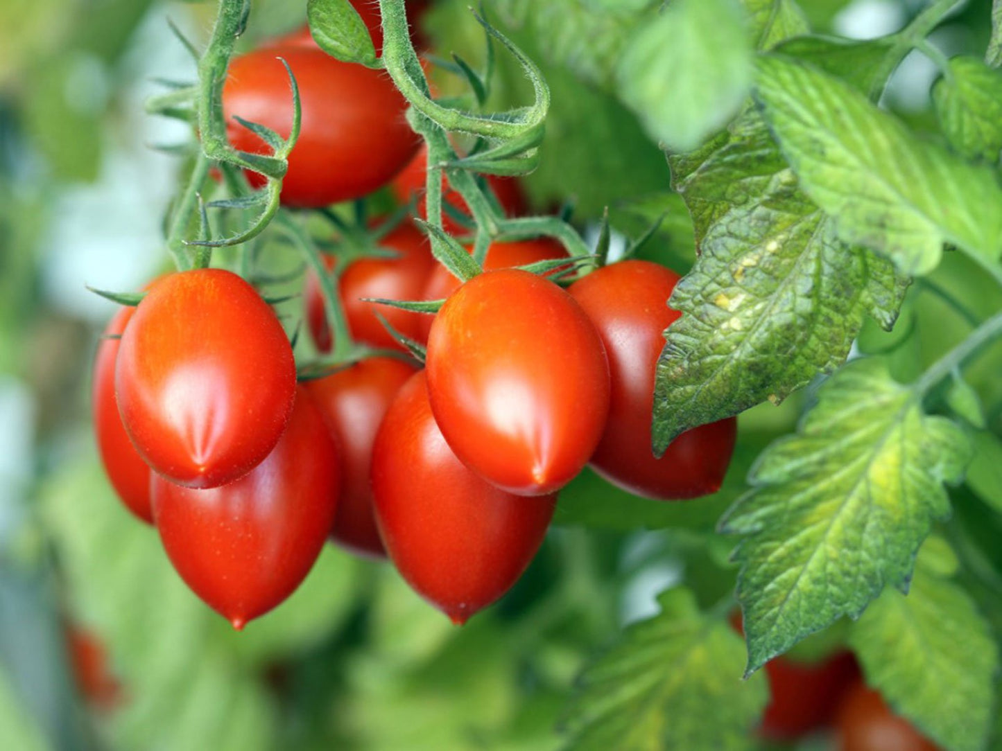 Roma Cherry Tomato - Organic - Greta's Family Gardens