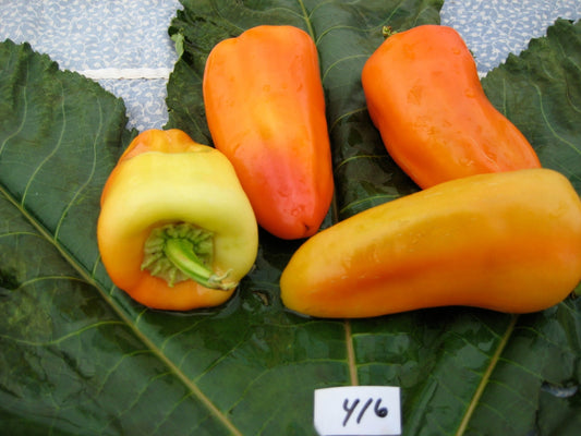 Romanian Sweet Pepper - Organic - Greta's Family Gardens