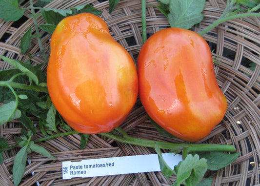 Romeo Tomato - Organic - Greta's Family Gardens