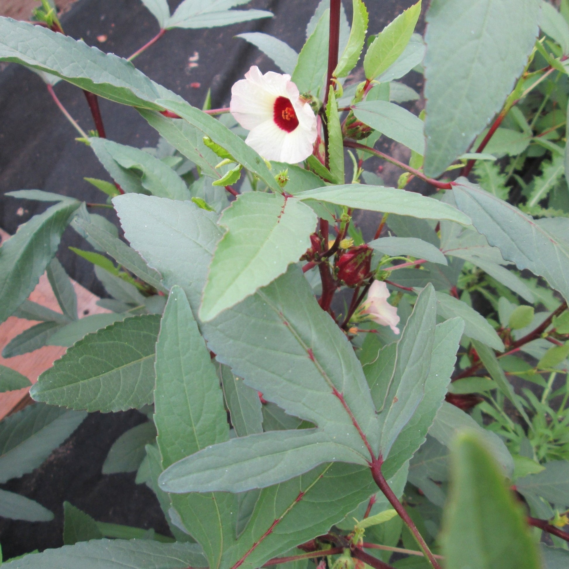 Roselle - Greta's Family Gardens