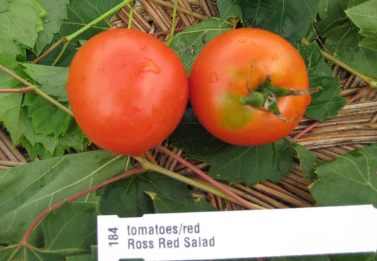 Ross Red Salad Tomato - Organic - Greta's Family Gardens