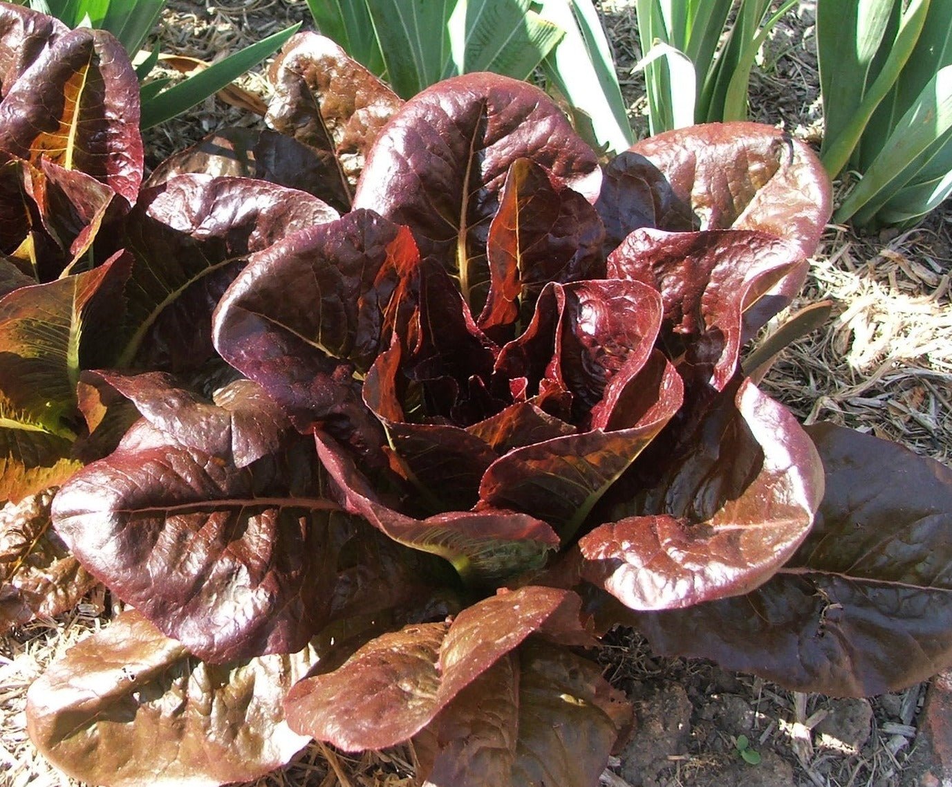 Rouge d'Hiver Lettuce - Organic - Greta's Family Gardens