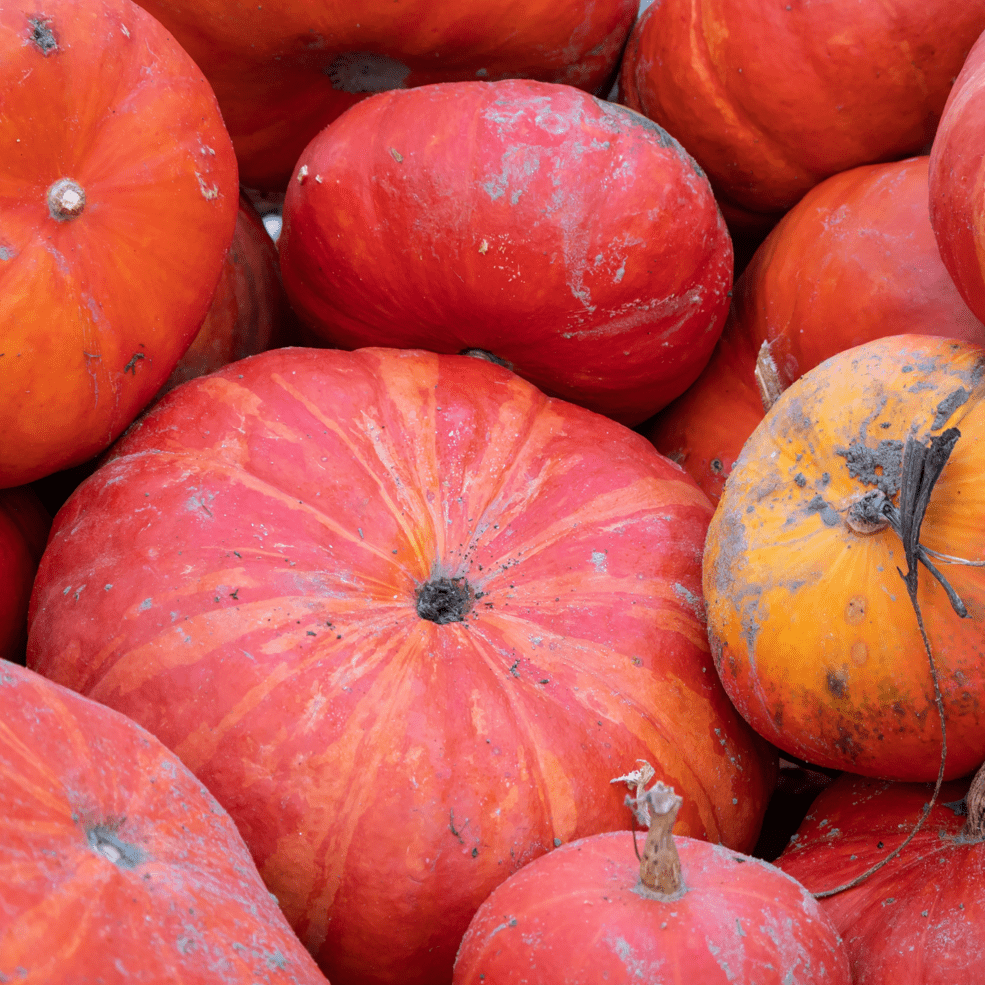 Rouge Vif d'Etampes Pumpkin - Greta's Family Gardens