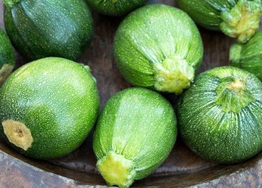 Round of Parma - Zucchini Tondo di Piacenza - Greta's Family Gardens