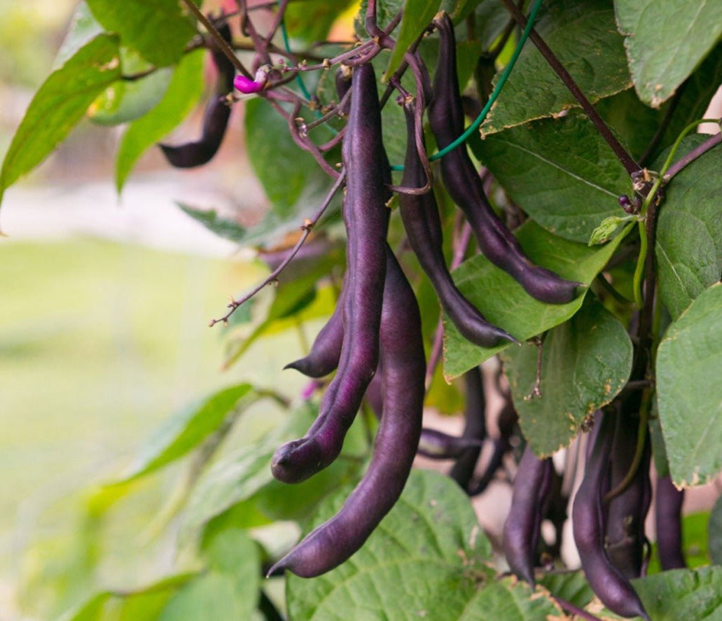 Royal Burgundy Beans - Greta's Family Gardens