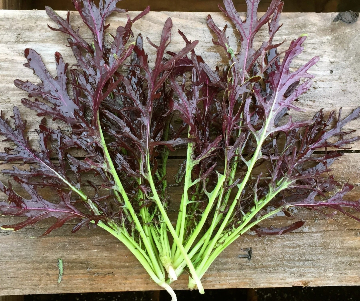 Ruby Streaks Mustard Greens - Organic - Greta's Family Gardens