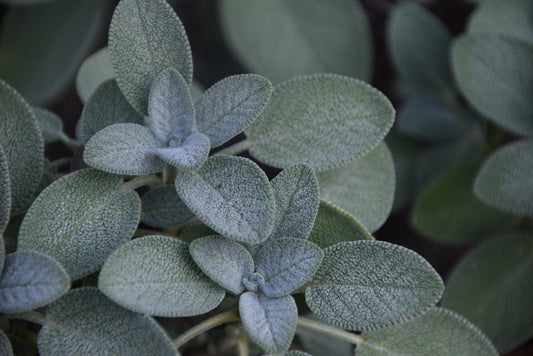 Sage - Organic - Greta's Family Gardens