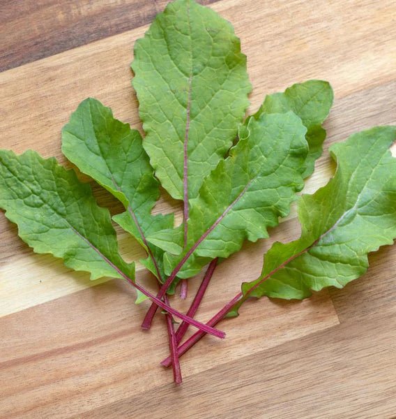 Saisai Purple Daikon Radish - Greta's Family Gardens