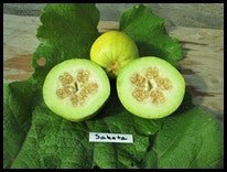 Sakata Sweet Melon - Organic - Greta's Family Gardens