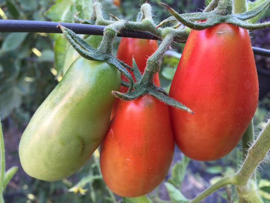 San Marzano nano Tomato - Organic - Greta's Family Gardens