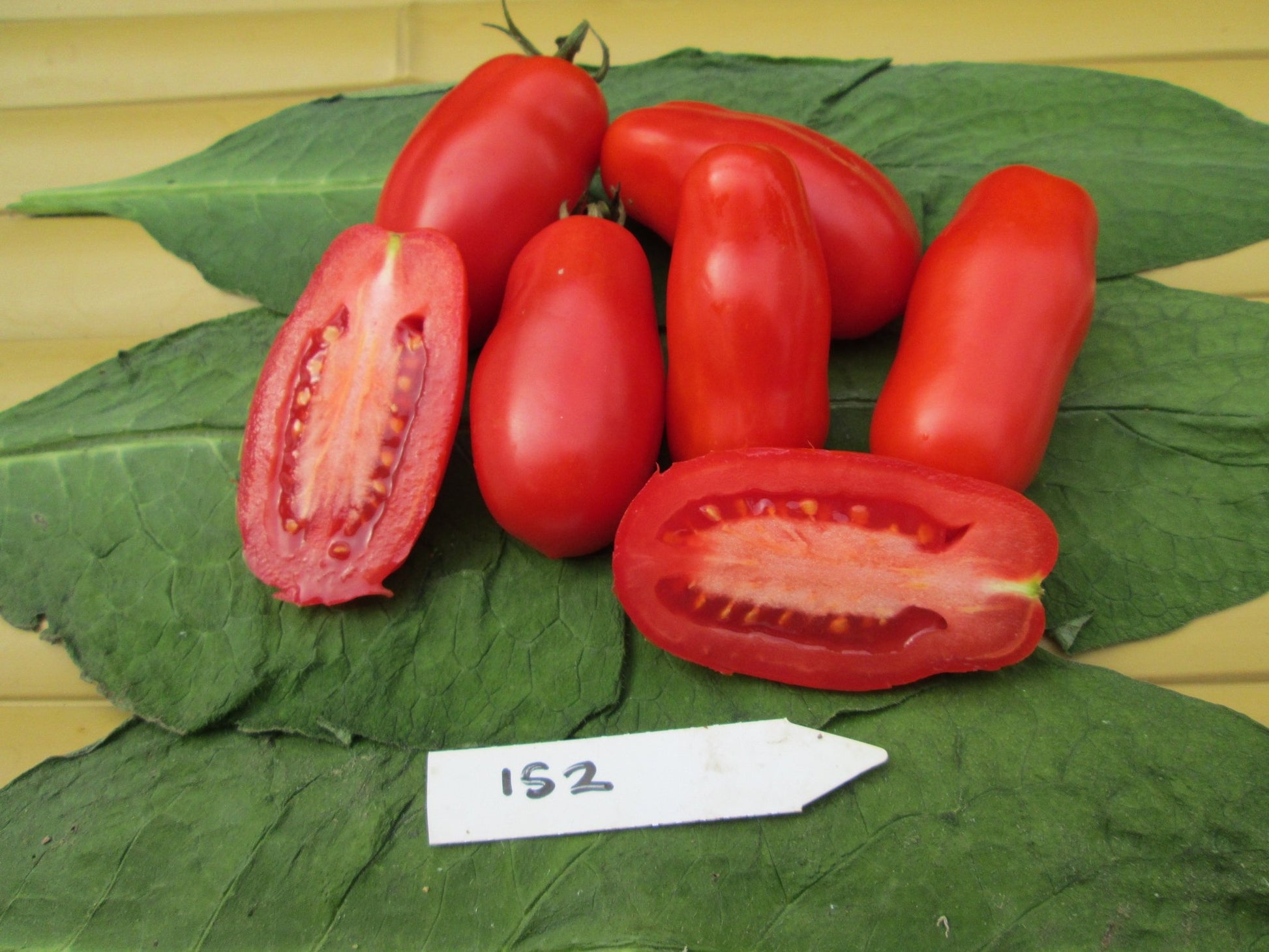 San Marzano Tomato - Organic - Greta's Family Gardens