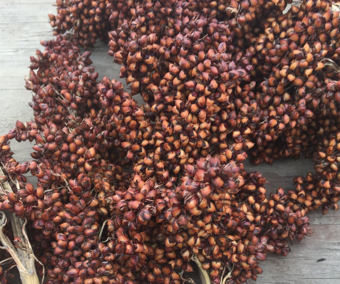 Sand Mountain Sorghum - Organic - Greta's Family Gardens