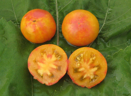 Sara Goldstar Tomato - Organic - Greta's Family Gardens