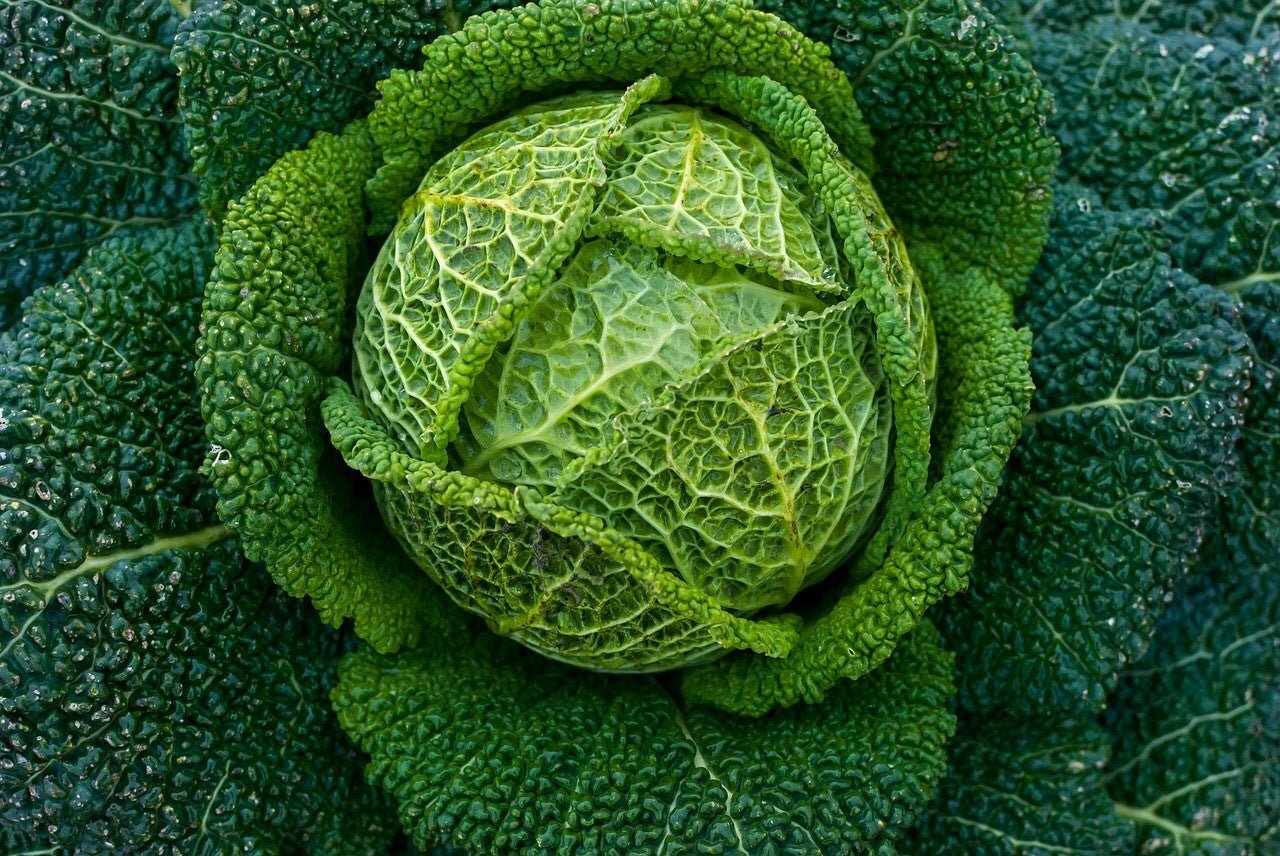 Savoy Cabbage Chieftain - Greta's Family Gardens