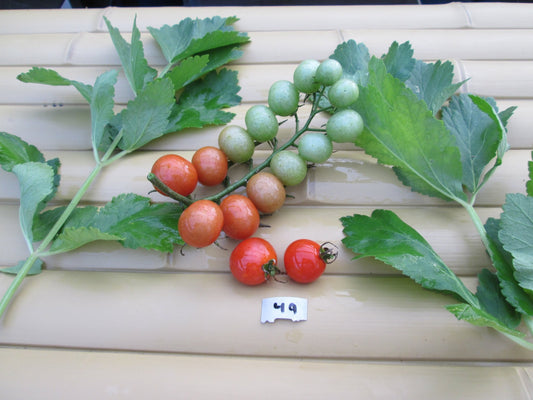 Scarlet Gem Tomato - Organic - Greta's Family Gardens