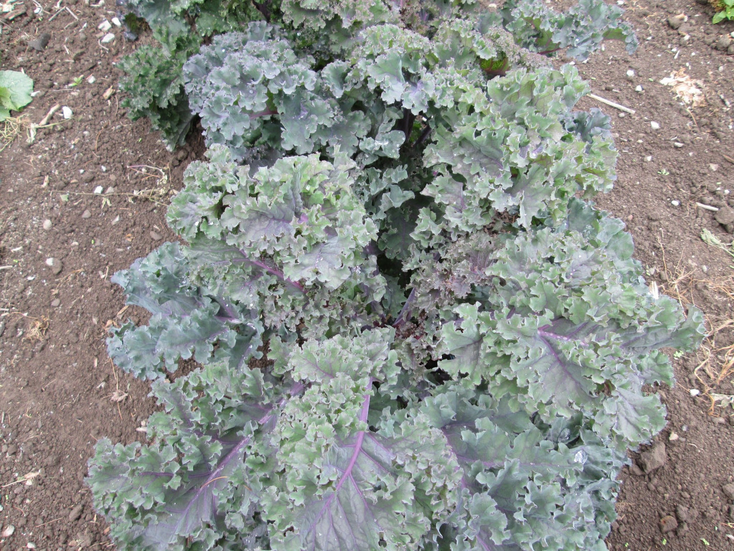 Scarlet Kale - Organic - Greta's Family Gardens