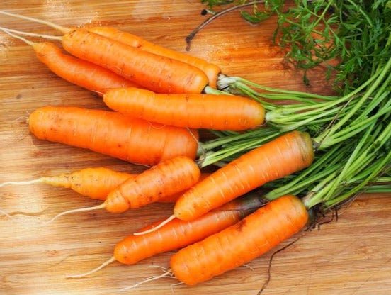 Scarlet Nantes Carrots - Organic - Greta's Family Gardens