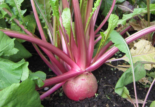 Scarlet Ohno Revival Turnip - Organic - Greta's Family Gardens