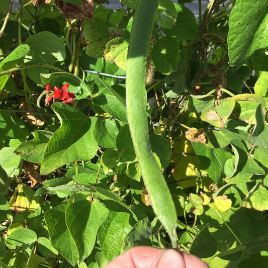 Scarlet Runner Beans - Greta's Family Gardens