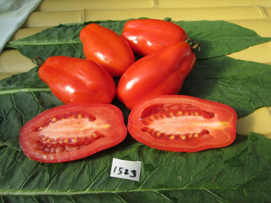 Scatalone Tomato - Organic - Greta's Family Gardens