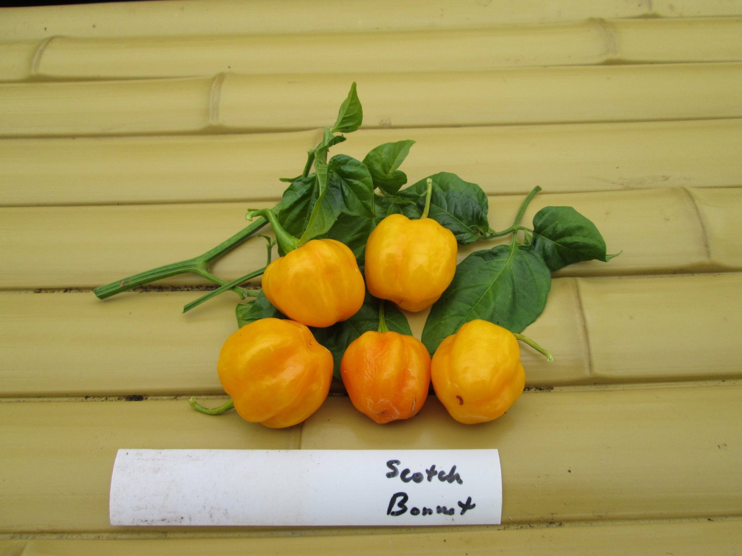 Scotch Bonnet hot Pepper - Greta's Family Gardens