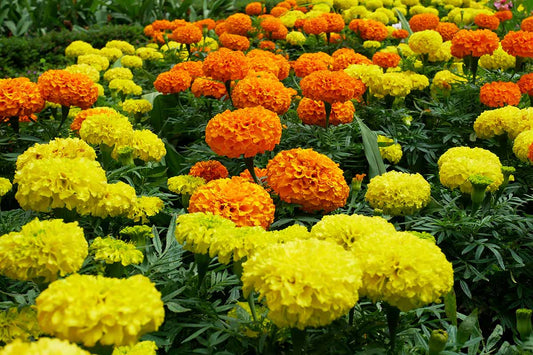 Shades of Gold Marigold - Greta's Family Gardens