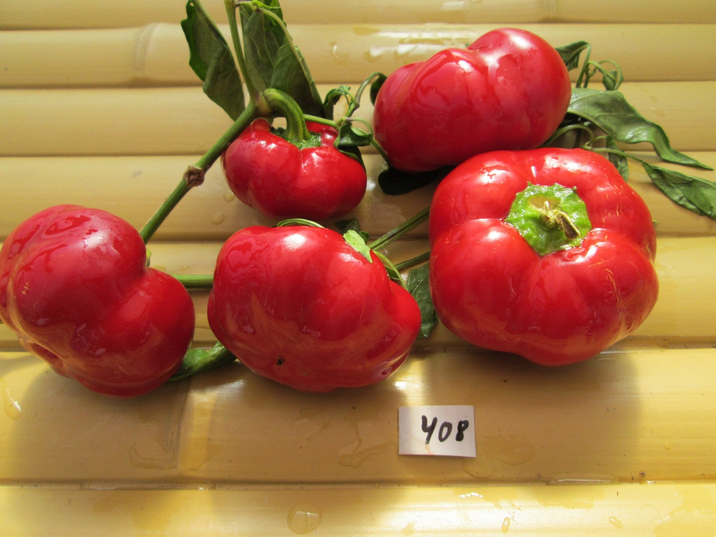 Sheepnose Pimiento Pepper - Organic - Greta's Family Gardens