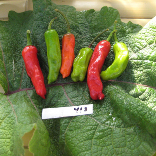 Shishito Hot Pepper - Greta's Family Gardens