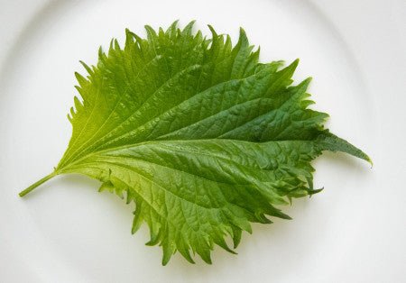 Shiso, green - Greta's Family Gardens