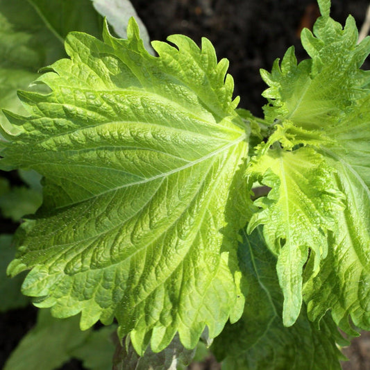 Shiso, green - Organic - Greta's Family Gardens