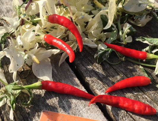 Shu Hot Pepper - Greta's Family Gardens