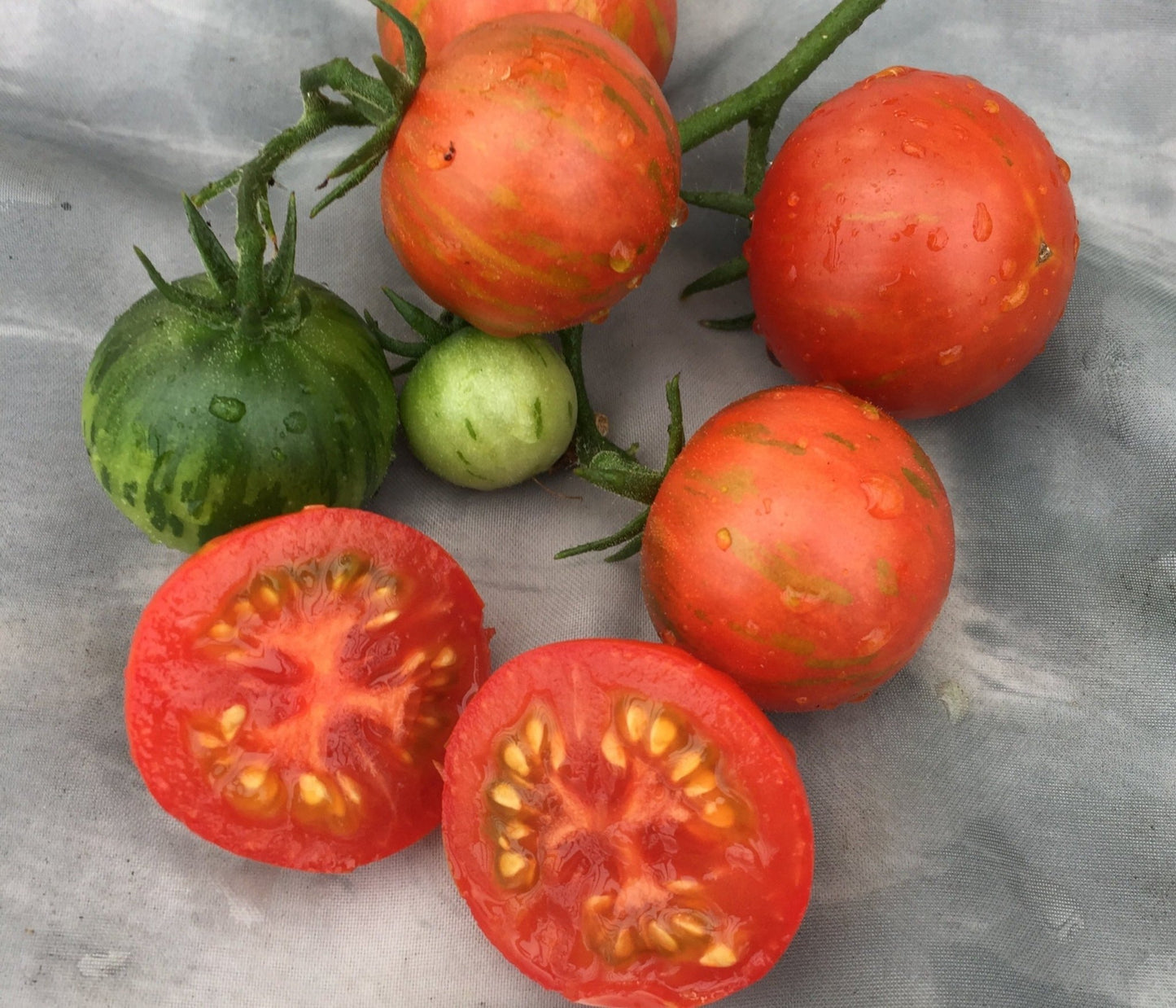 Siberian Tiger Tomato - Greta's Family Gardens