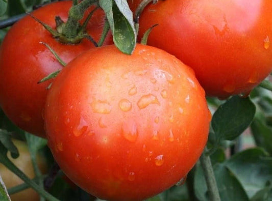 Siberian Tomato - Organic - Greta's Family Gardens