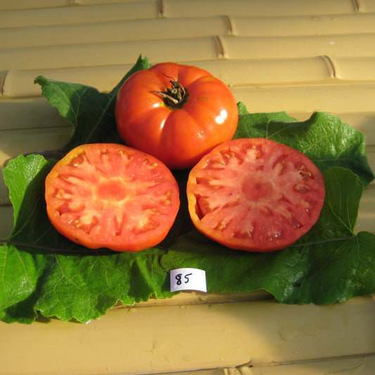 Sicilian Saucer Tomato - Greta's Family Gardens