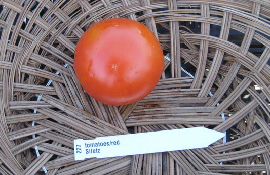 Siletz Tomato - Organic - Greta's Family Gardens