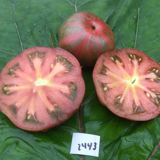 Sleeping Lady Tomato - Organic - Greta's Family Gardens