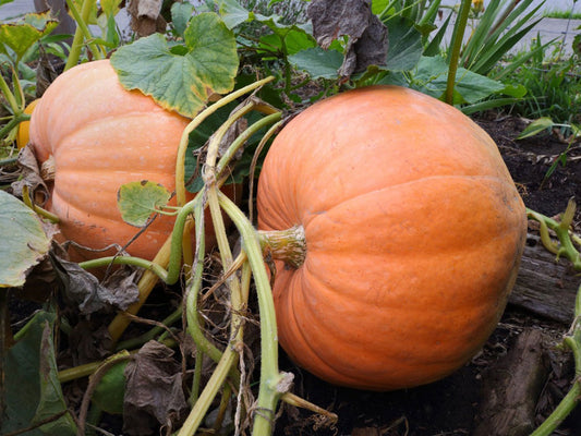 Small Sugar Pumpkin - Greta's Family Gardens