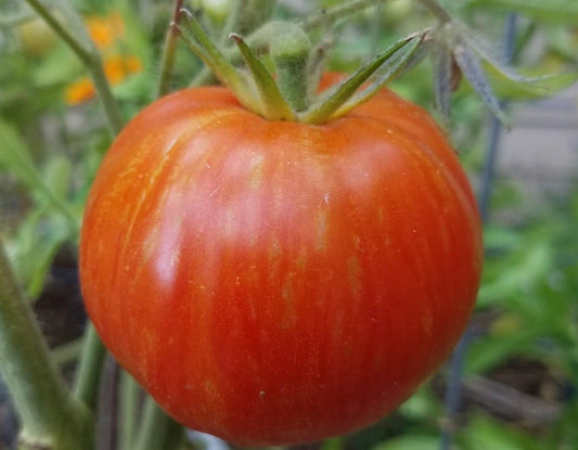 Solar Flare Tomato - Organic - Greta's Family Gardens