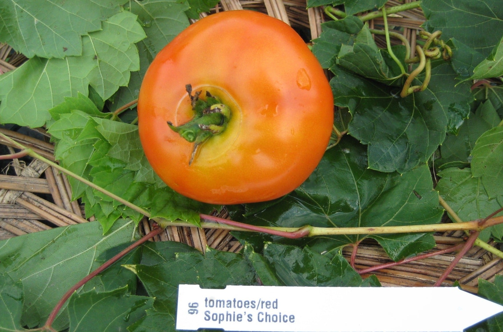 Sophie's Choice Tomato - Organic - Greta's Family Gardens