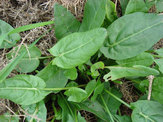 Sorrel - Organic - Greta's Family Gardens