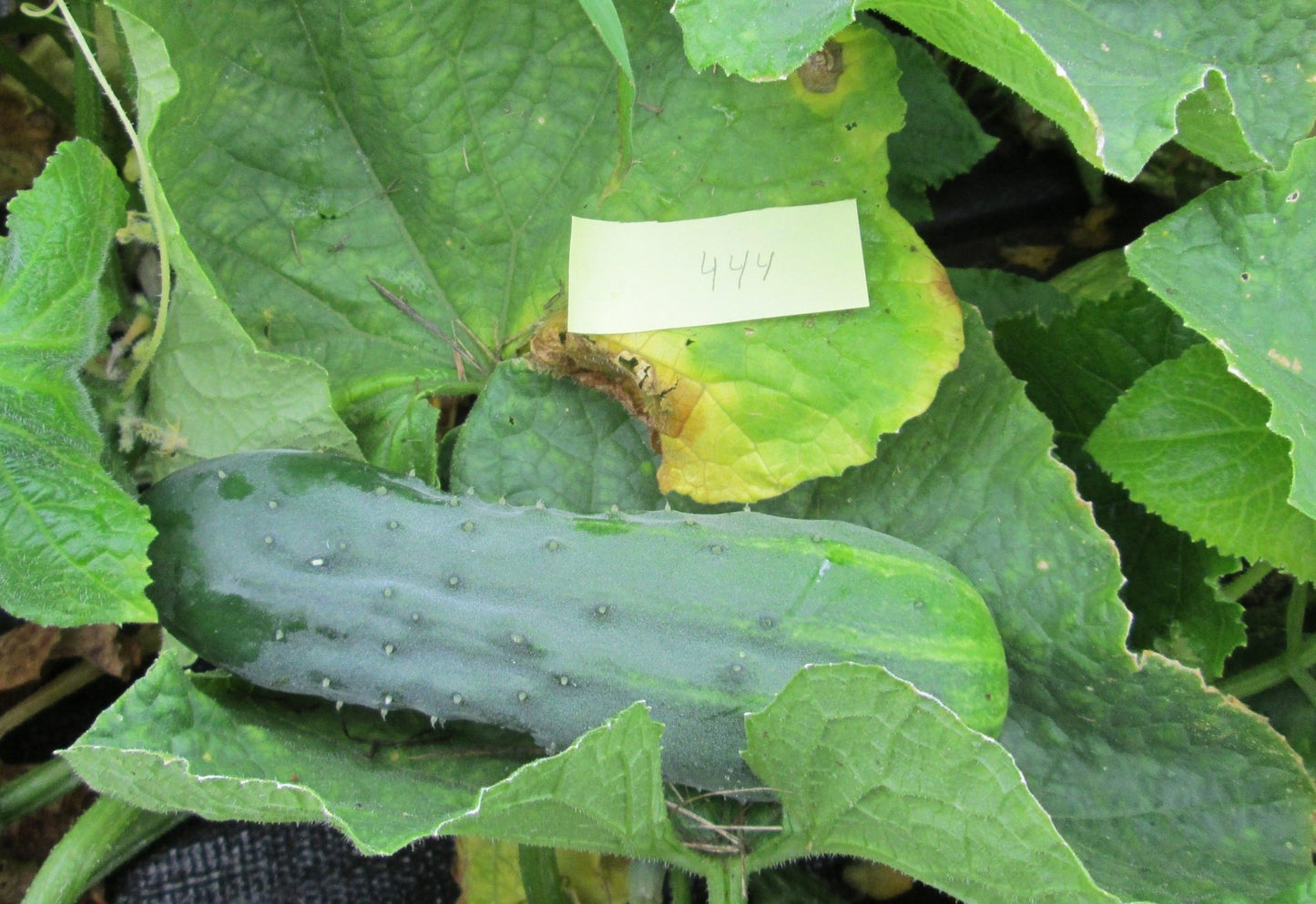 Spacemaster Pickling Cucumber - Organic - Greta's Family Gardens