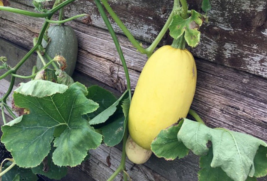 Spaghetti Squash - Organic - Greta's Family Gardens