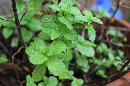 Spearmint - Greta's Family Gardens