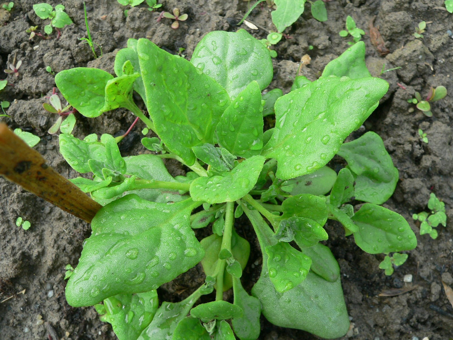 Spinach New Zealand - Greta's Family Gardens