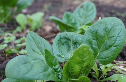 Spinach Verdil - Organic - Greta's Family Gardens