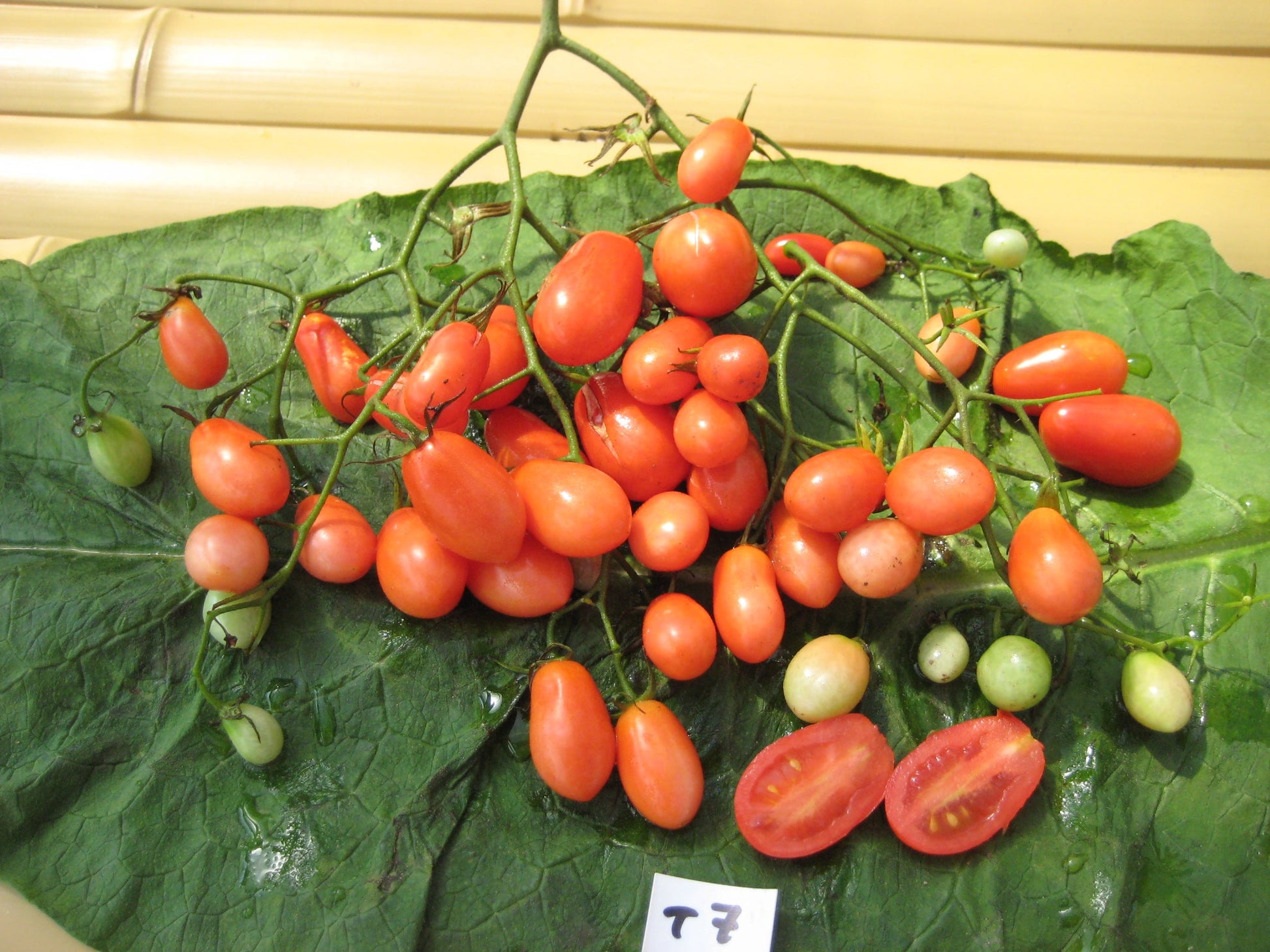 Sprite Cherry Tomato - Greta's Family Gardens