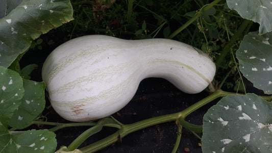 Squash Cushaw White - Organic - Greta's Family Gardens