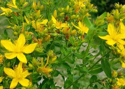 St. Johnswort - Organic - Greta's Family Gardens